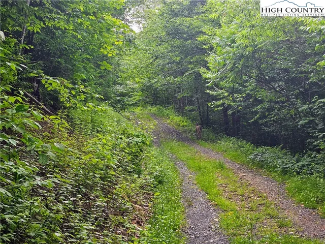 a view of a yard with plants and large trees