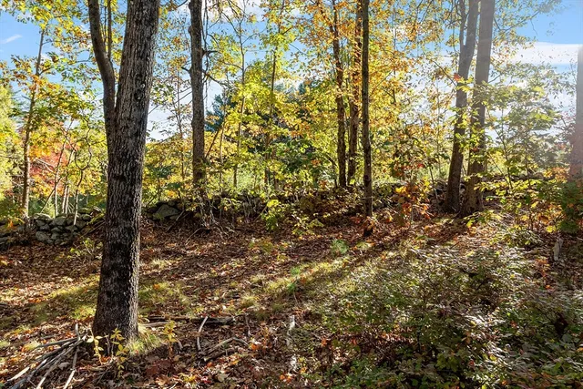 a view of yard with large tree