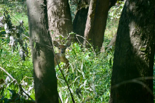 a close up of a plant in a garden