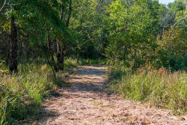 a view of a yard with plants and a trees