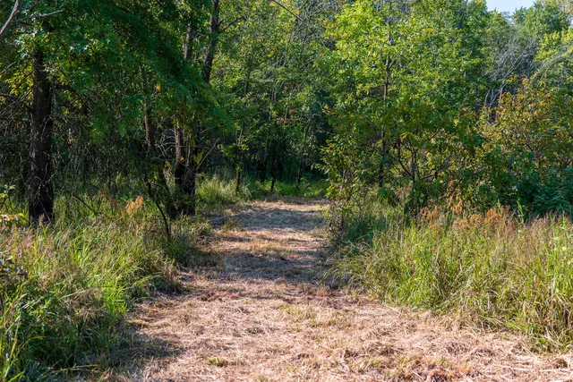 a view of a yard with plants and a trees