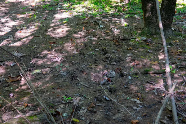 a view of a forest