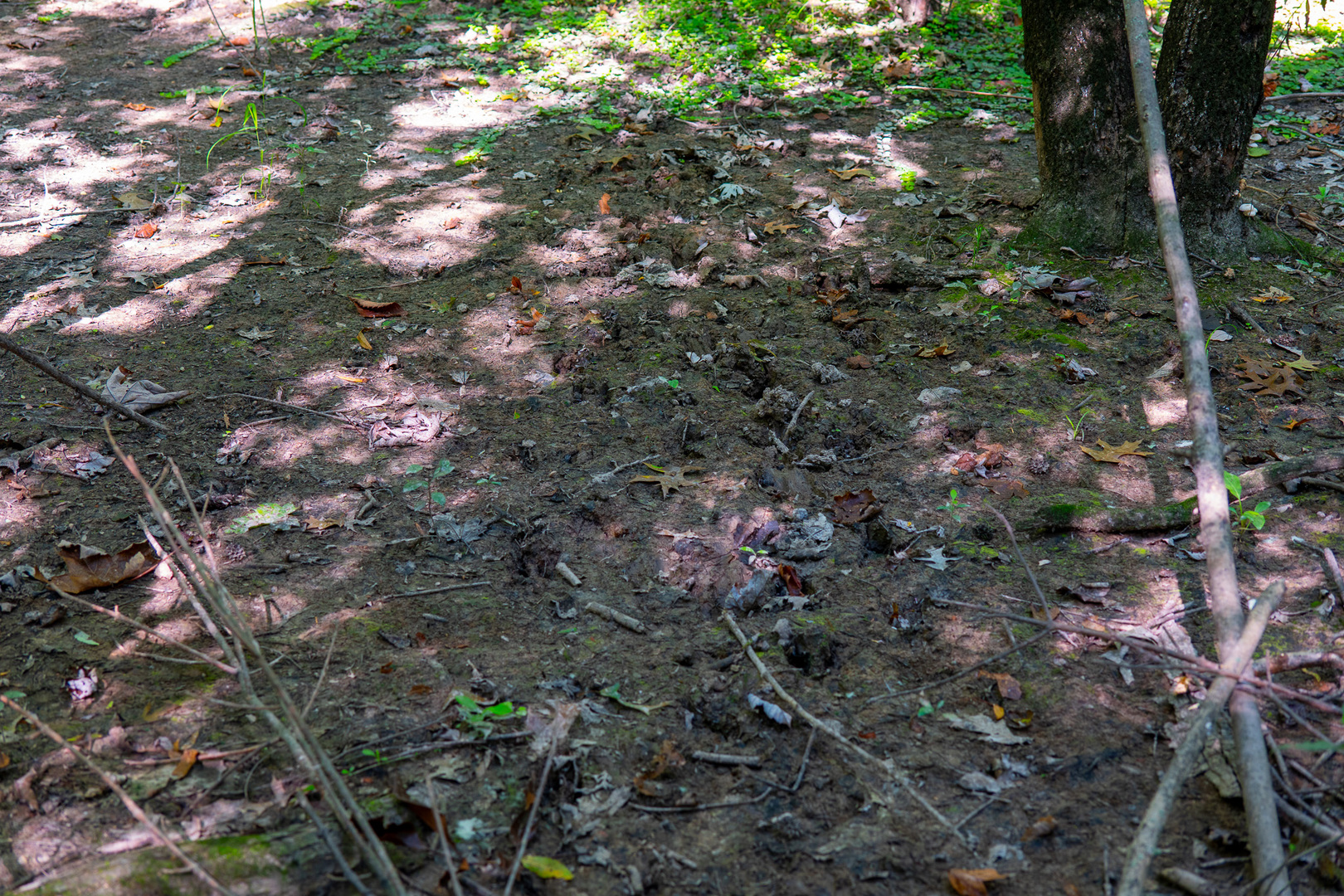 Tract 2 Mint Lane Clay City, IL 62824 - Photo 15 of 24 a view of a forest