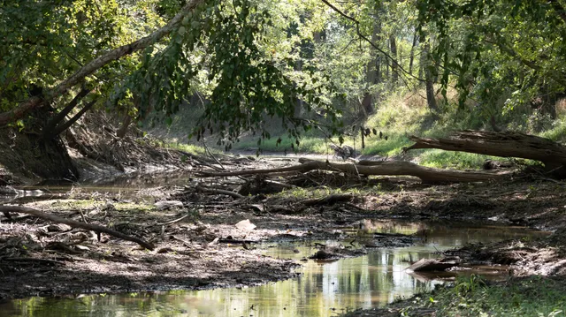 a view of a dry yard with trees all around