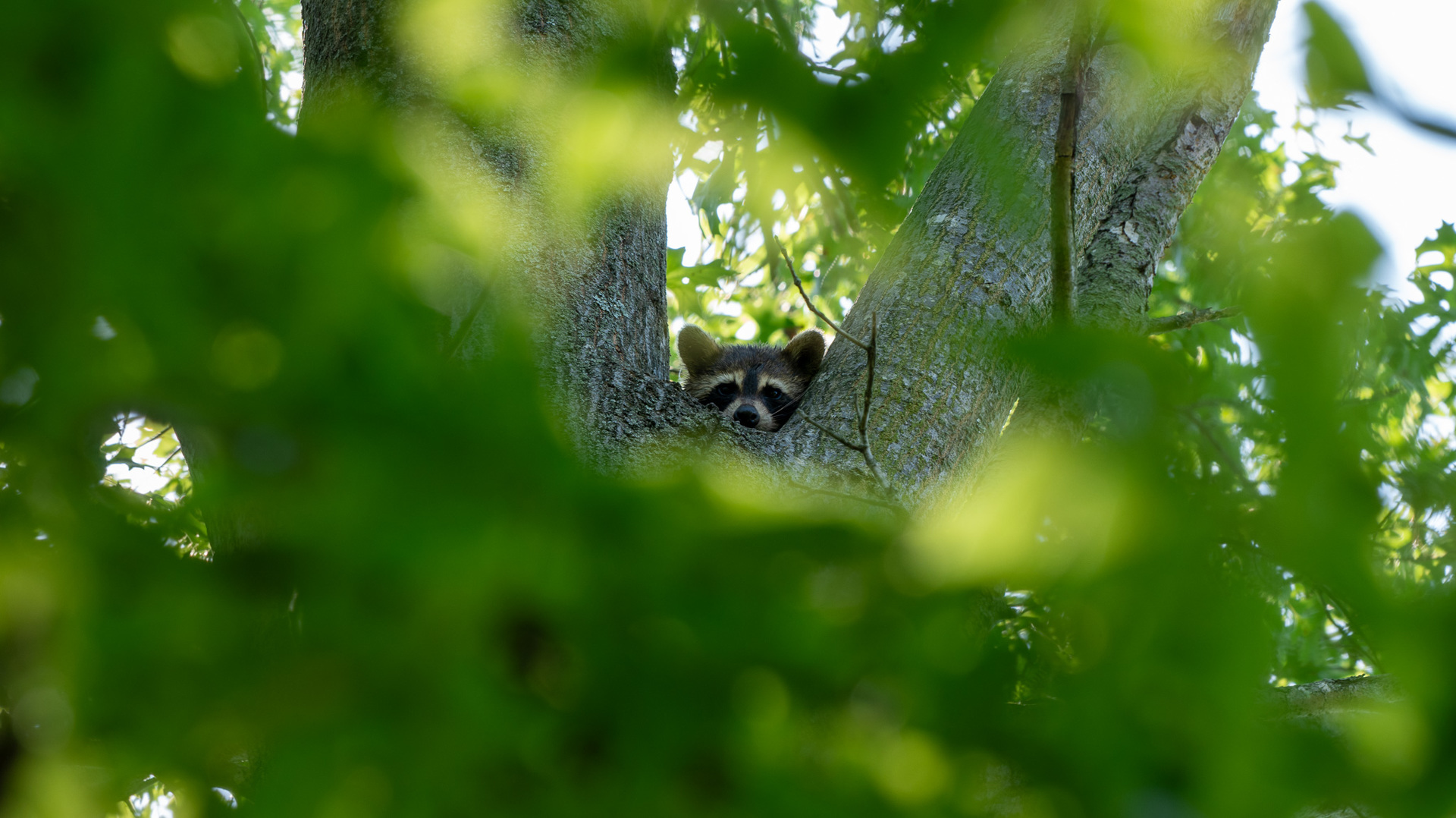 Tract 2 Mint Lane Clay City, IL 62824 - Photo 22 of 24 a view of a yard