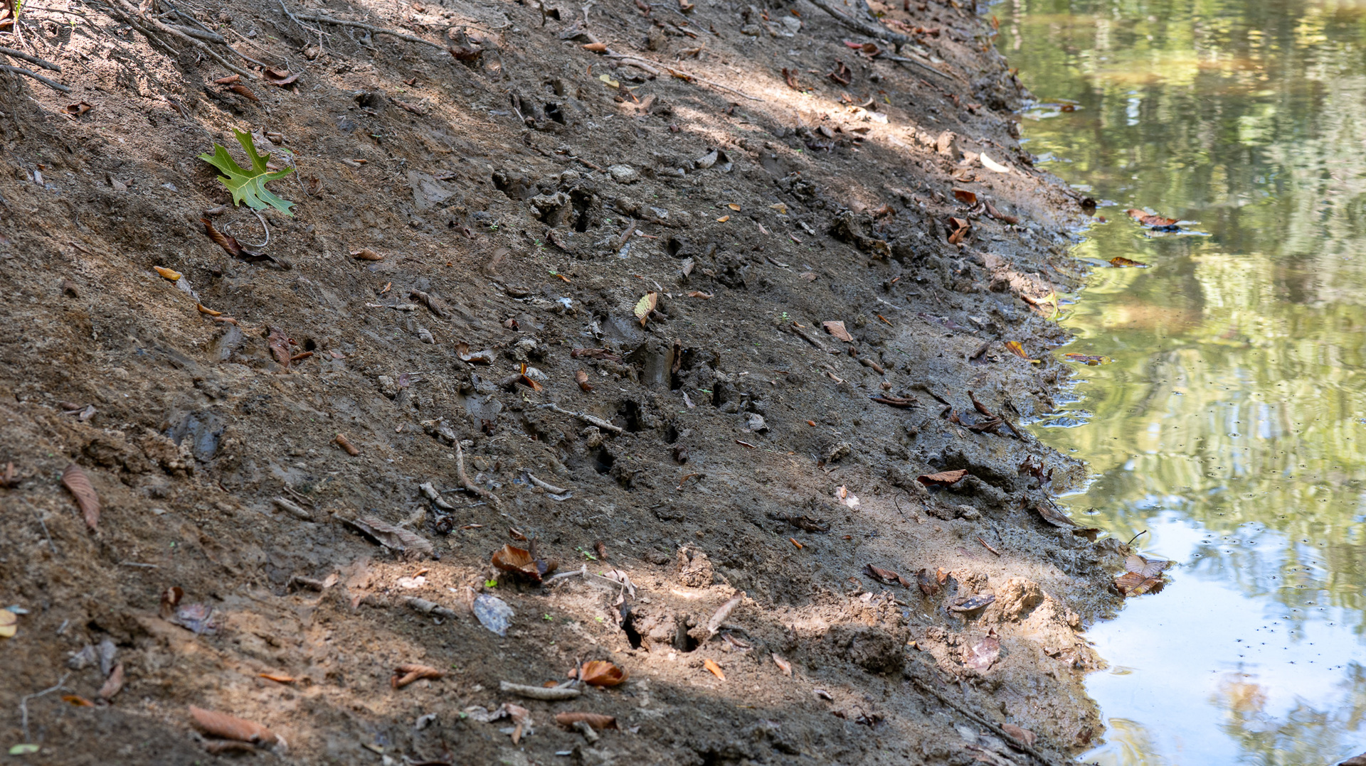 Tract 2 Mint Lane Clay City, IL 62824 - Photo 23 of 24 a view of a dry yard with trees all around
