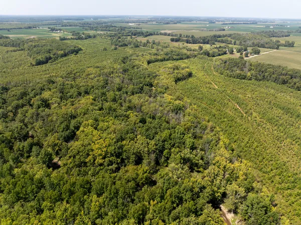 an aerial view of forest