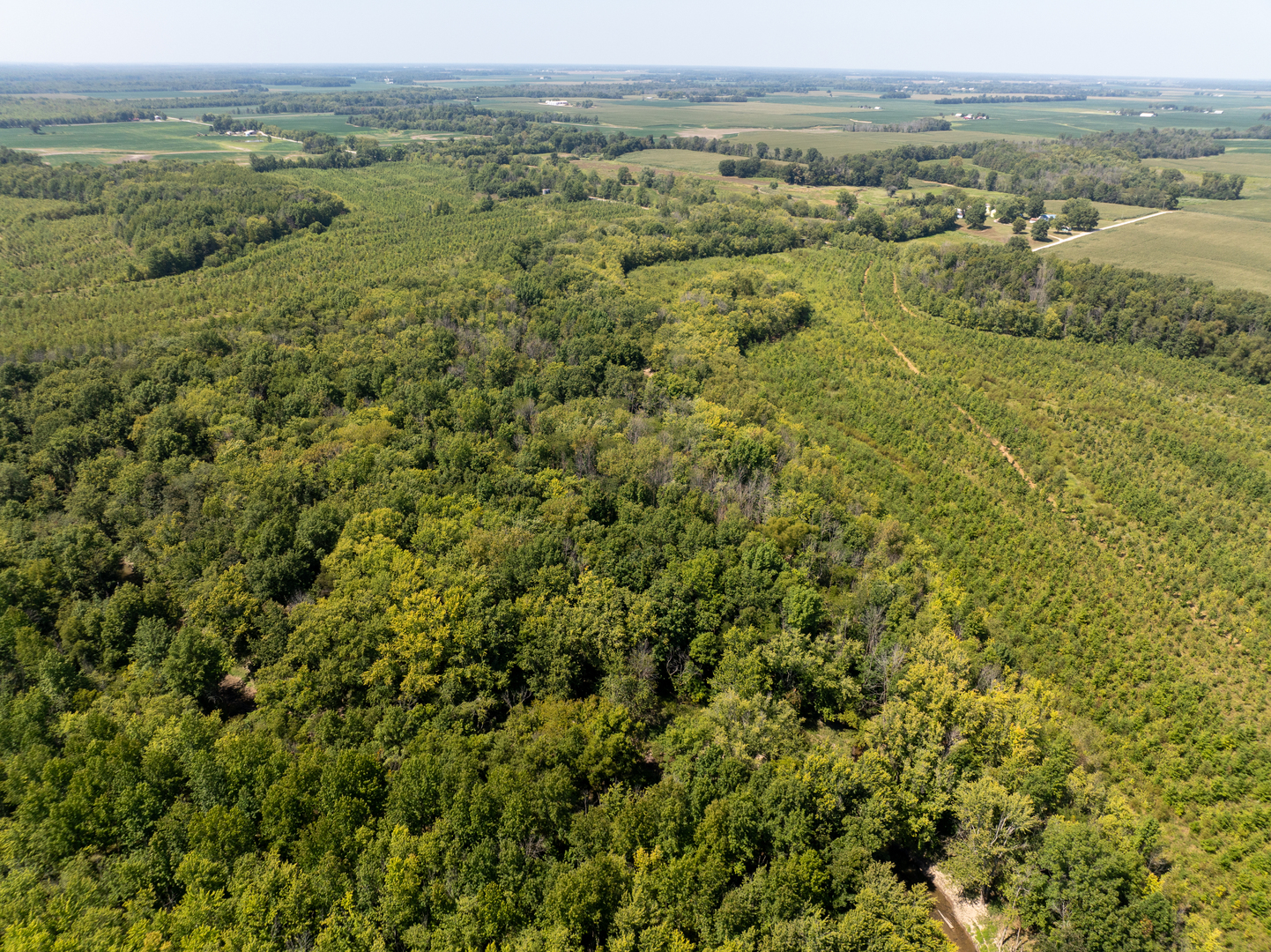 Tract 2 Mint Lane Clay City, IL 62824 - Photo 8 of 24 an aerial view of forest
