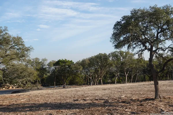 a view of a yard with trees
