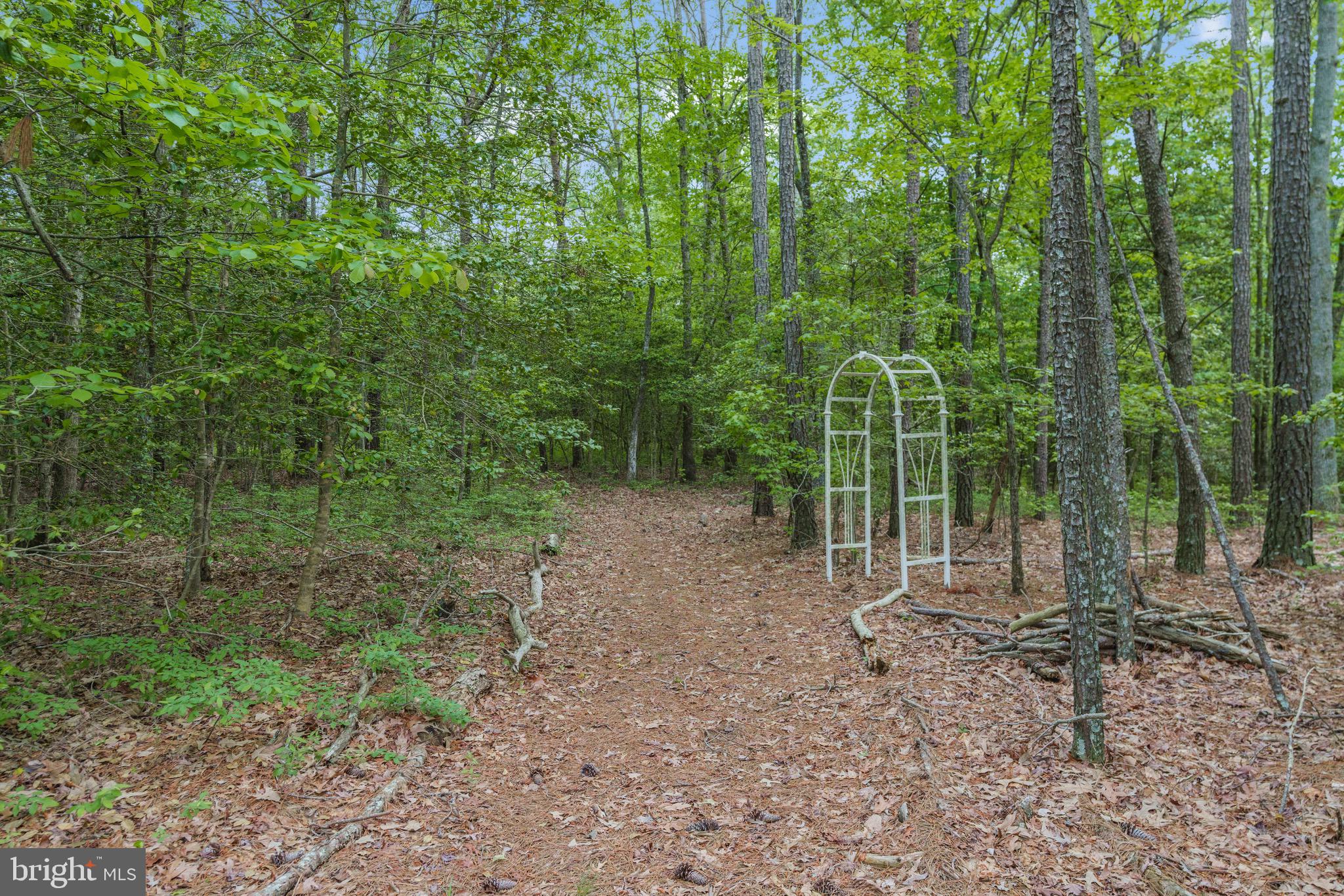 21549 Point Lookout Road Callaway, MD 20620 - Photo 6 of 41 a view of a forest with a tree