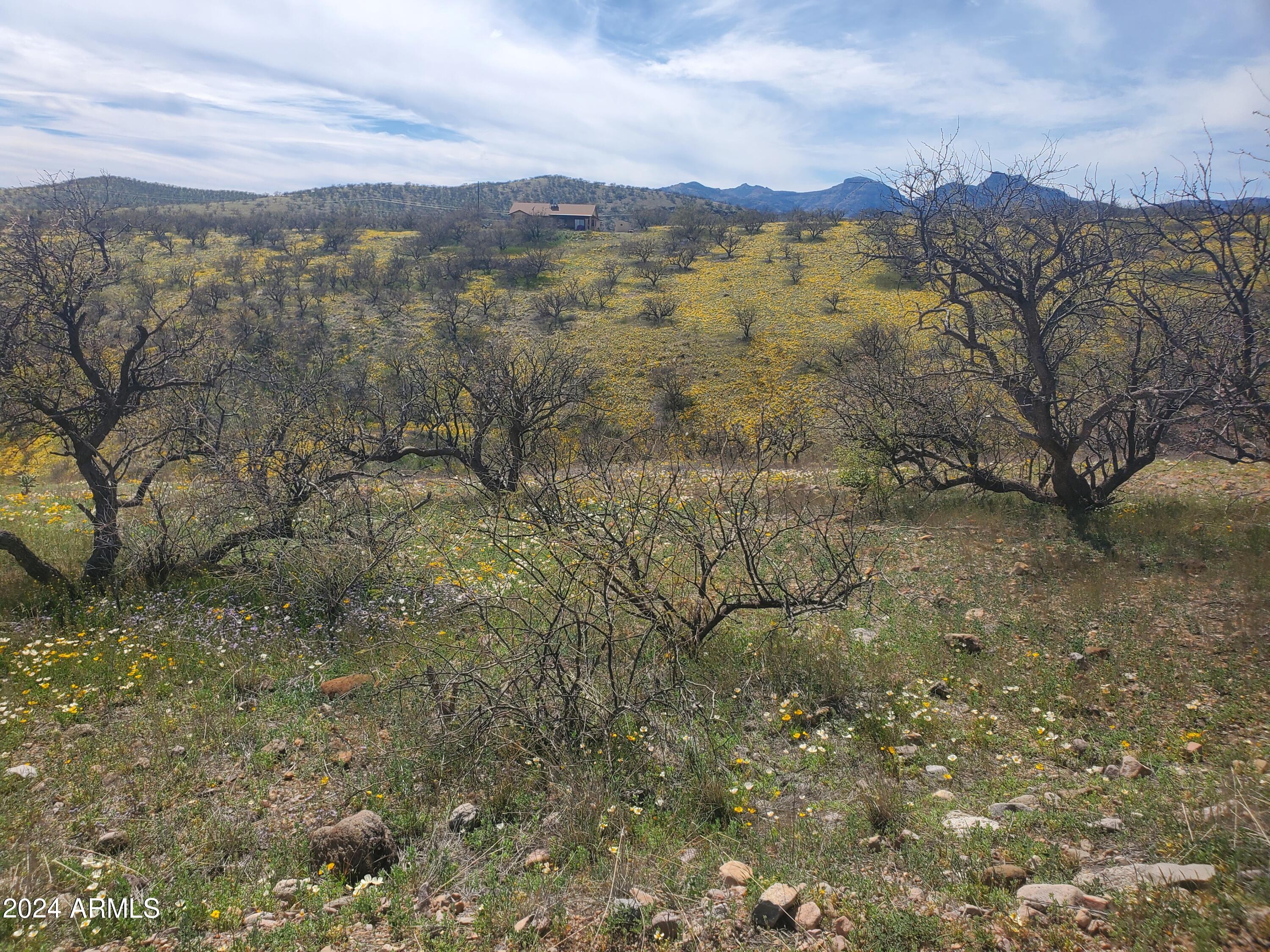 1140 Humberto Court, Unit 23 Rio Rico, AZ 85648 - Photo 1 of 10 a view of a forest with mountains in the background