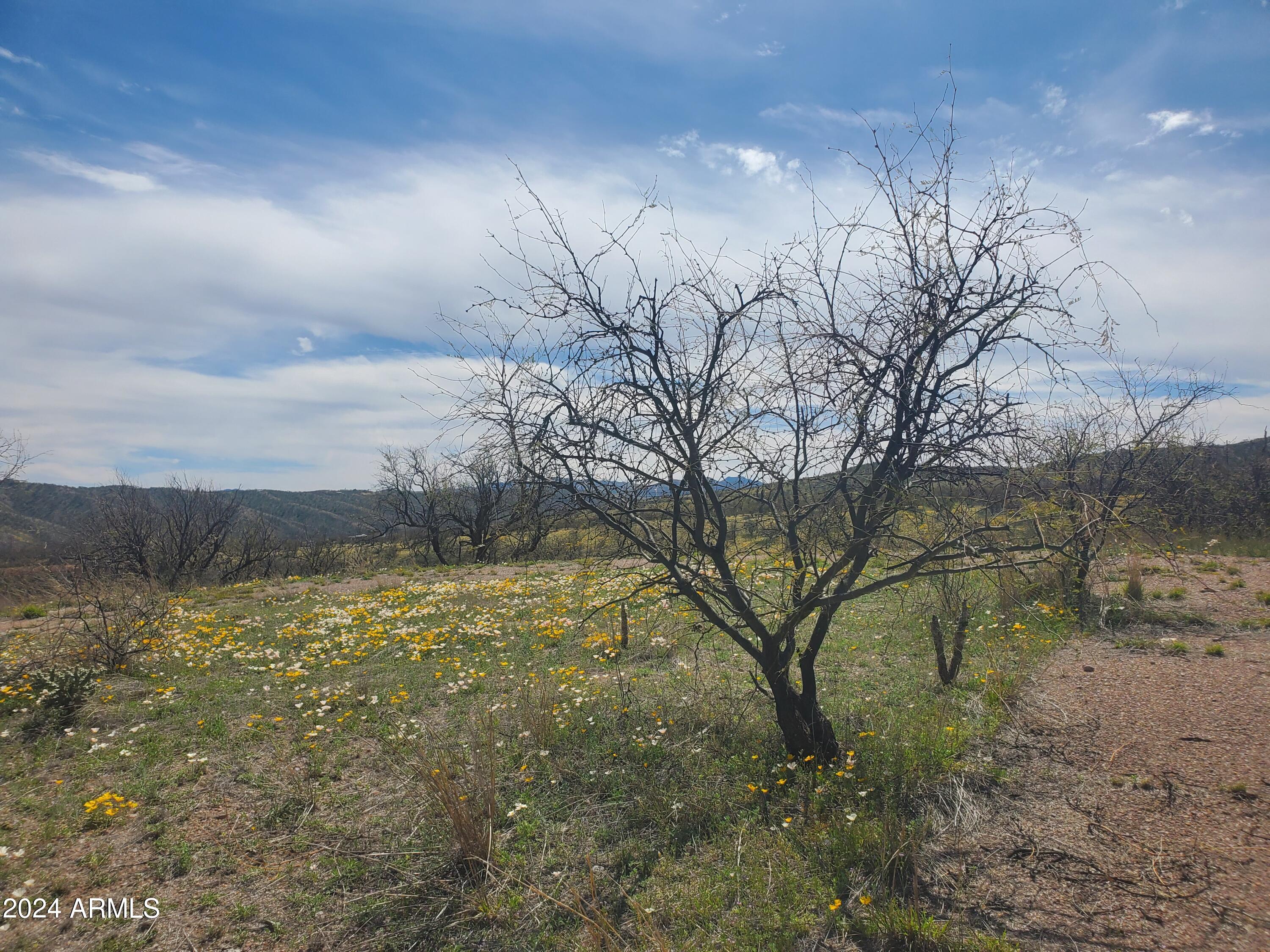 1140 Humberto Court, Unit 23 Rio Rico, AZ 85648 - Photo 3 of 10 a view of a yard with a tree