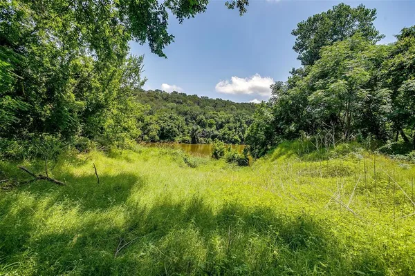 a view of a lush green forest