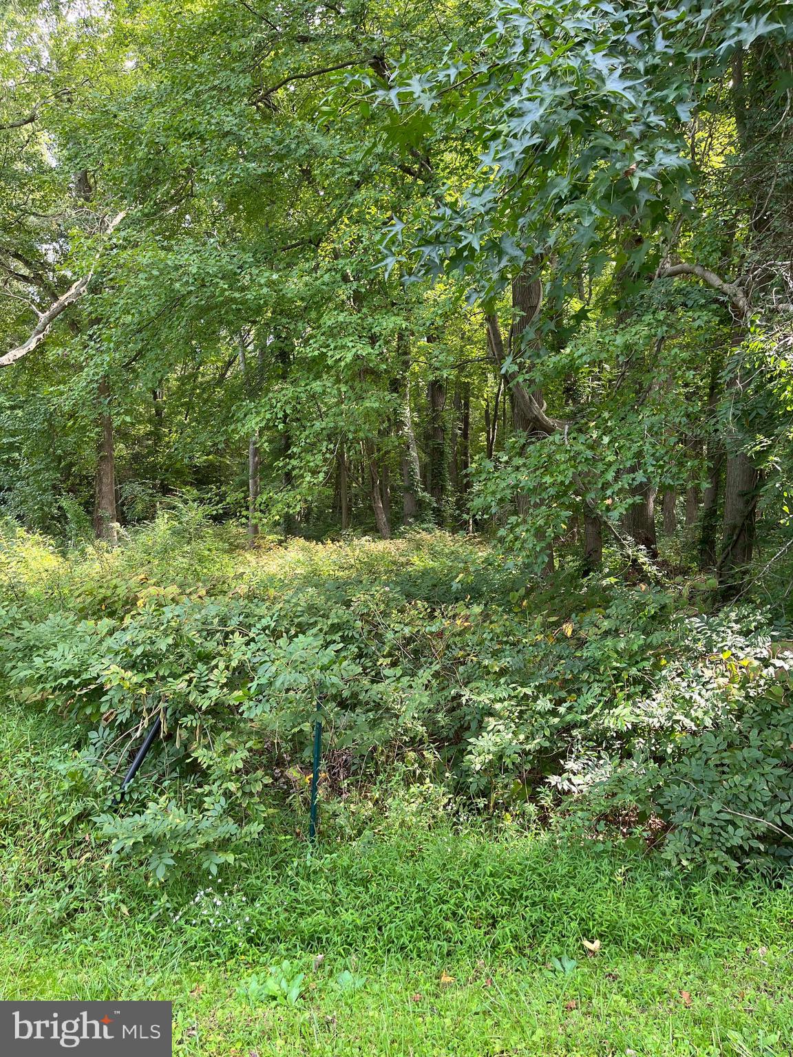 0 Jesterville Road Tyaskin, MD 21865 - Photo 3 of 3