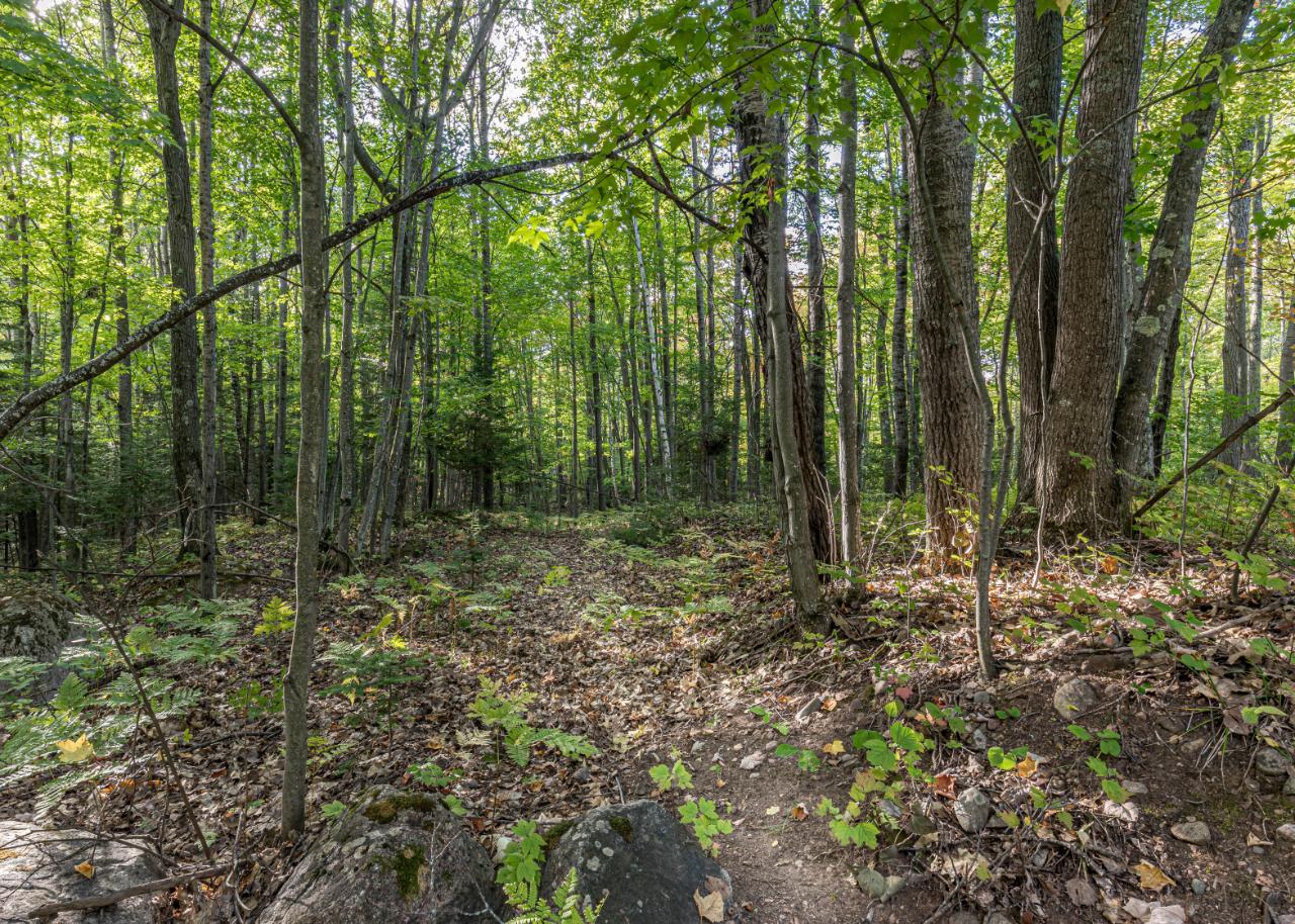 7305 Virgin Acres Road Lake Tomahawk, WI 54539 - Photo 22 of 22 Gallery Image 22