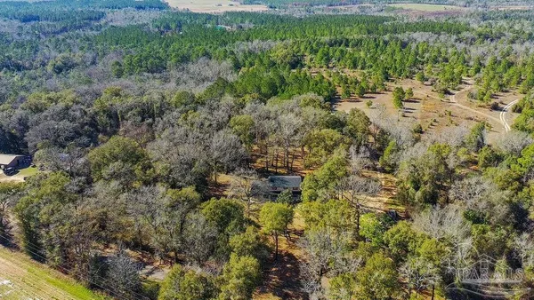 a view of a forest with a tree