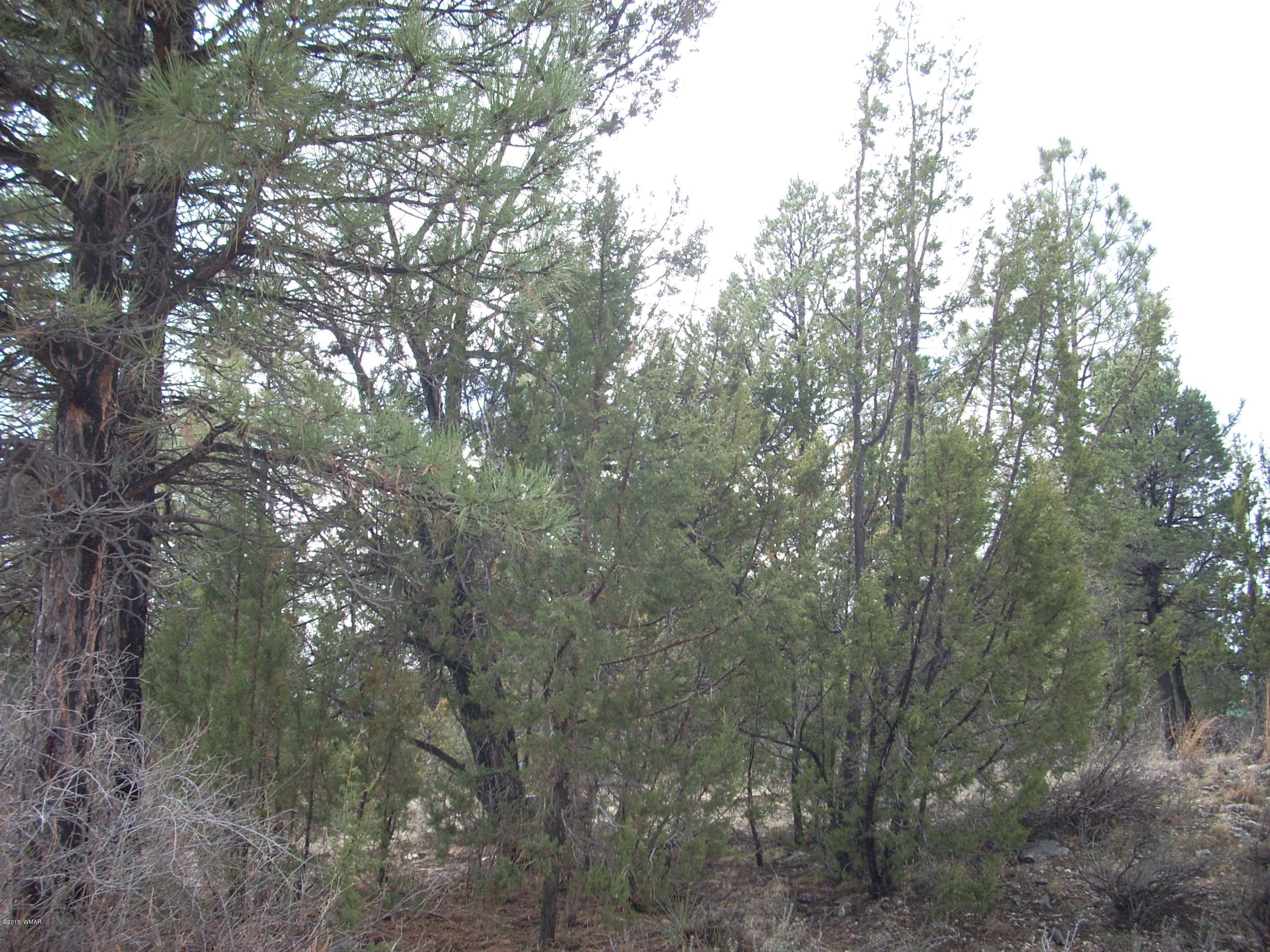 2233 Eagle Lane Overgaard, AZ 85933 - Photo 9 of 17
