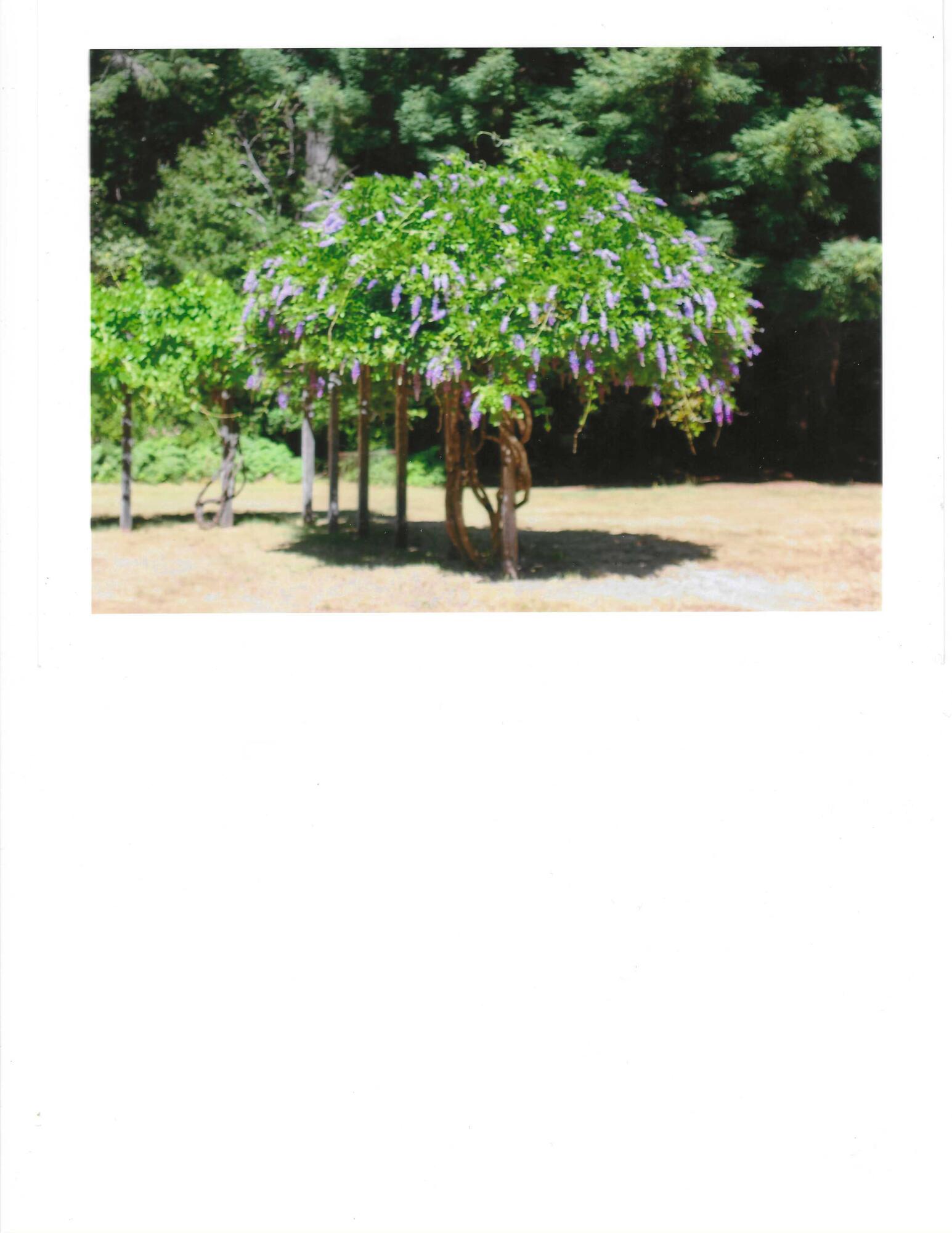 195 Rd A Whitethorn, CA 95589 - Photo 45 of 47 Grape vines