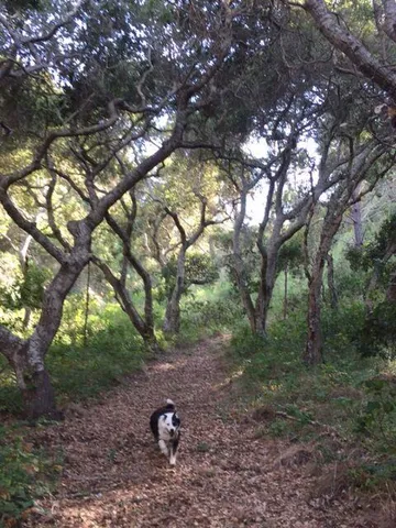 a view of a forest with trees