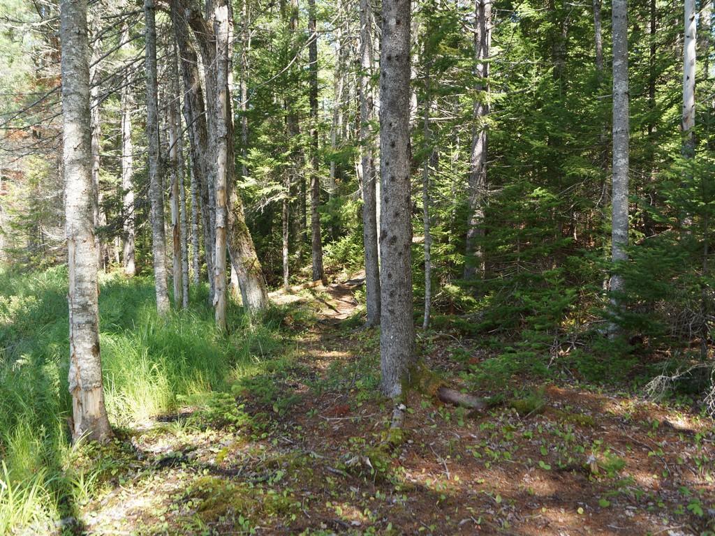 7 Middle Road Cherryfield, ME 04622 - Photo 38 of 41 DSC04664