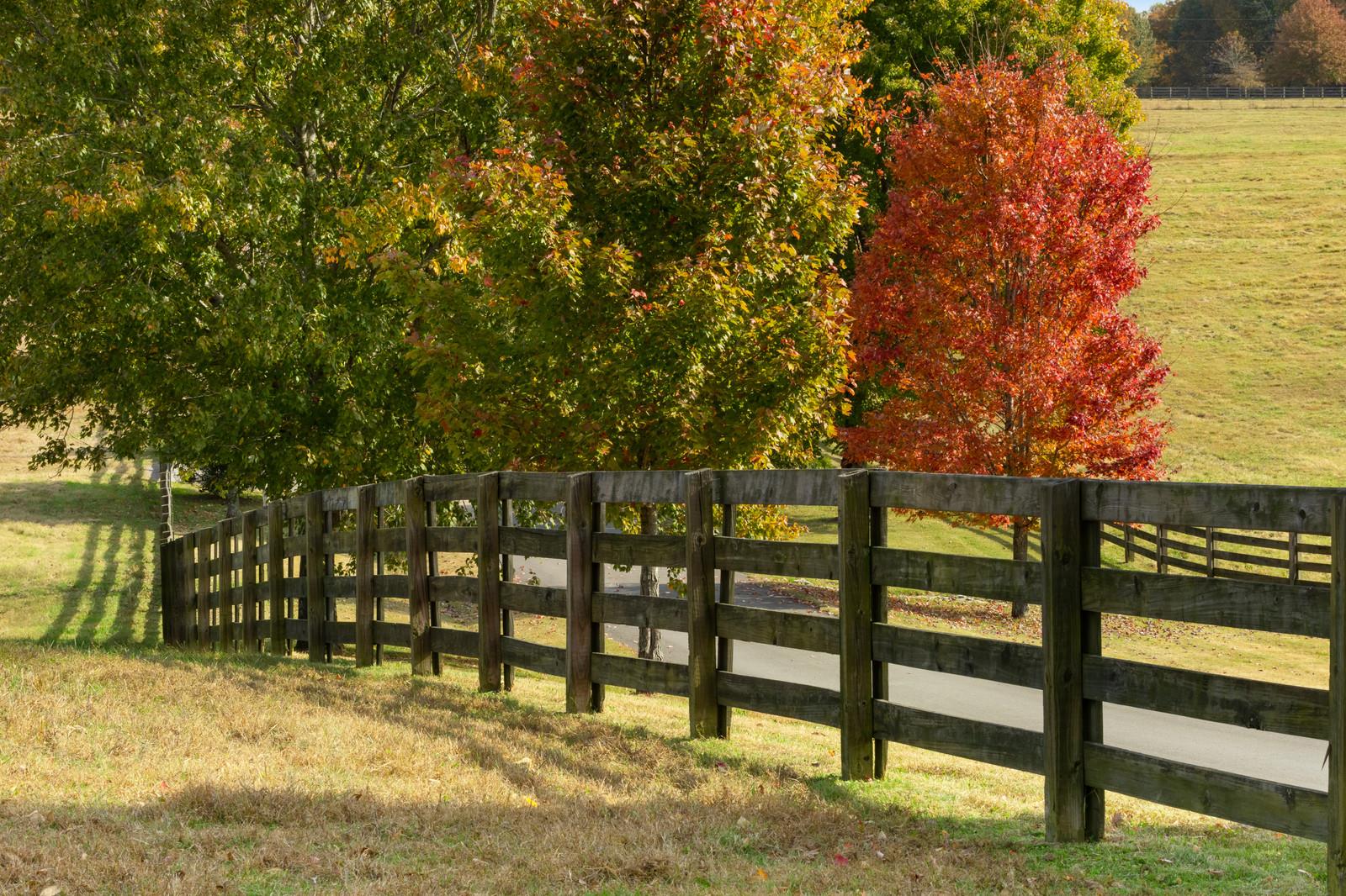 4304 Clarence Murphy Road Springfield, TN 37172 - Photo 4 of 30 a view of a yard with a tree