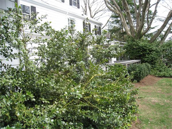 104 Fletcher Road Belmont, MA 02478 - Photo 12 of 12