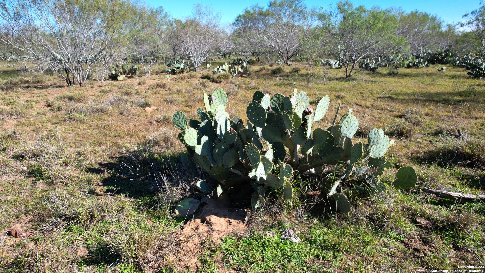 1913 County Road 3000 Pearsall, TX 78061 - Photo 36 of 38 a view of a yard with trees