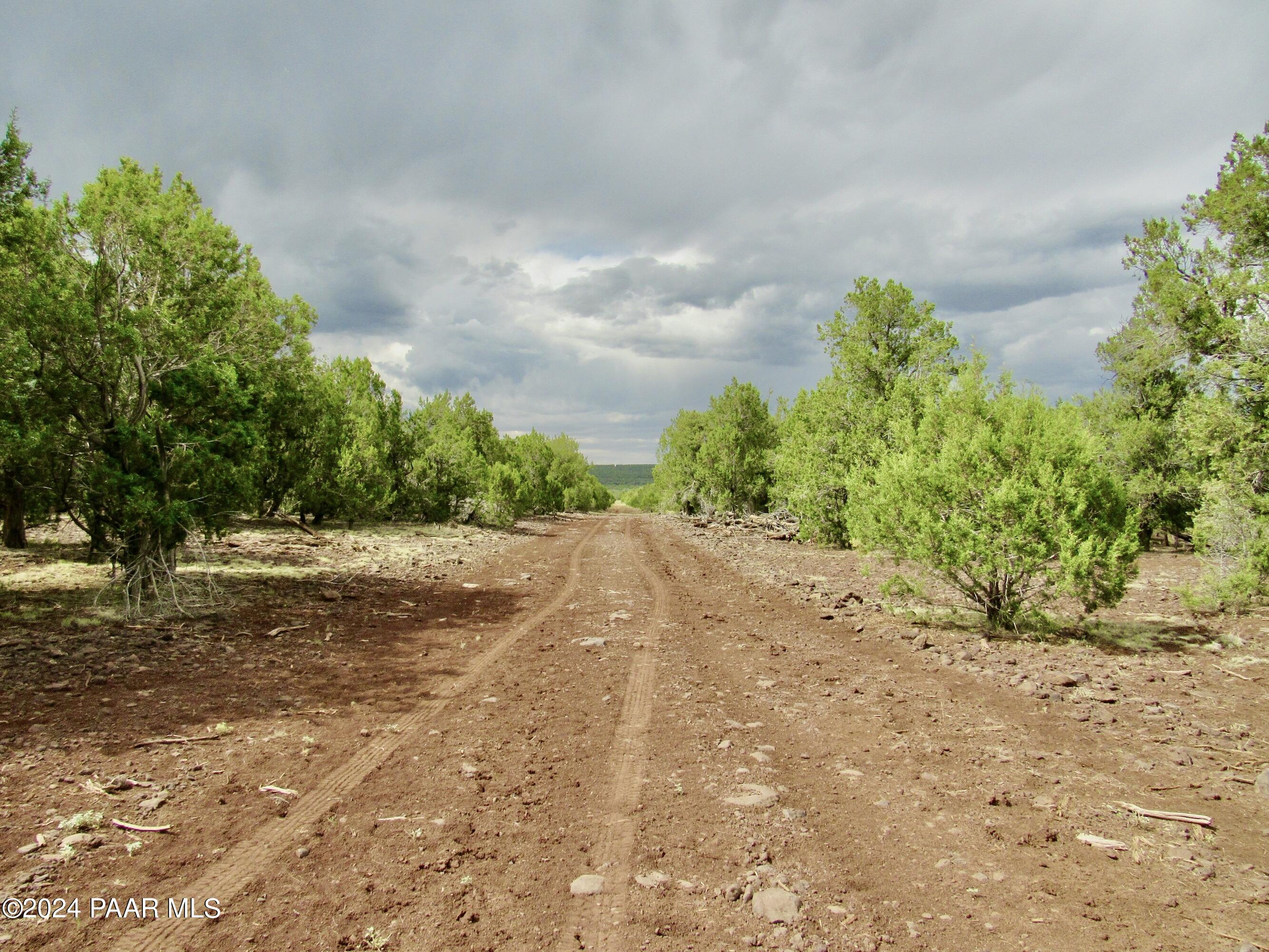 11189 Huckleberry Road Williams, AZ 86046 - Photo 5 of 13 a view of a dirt road with plants and trees