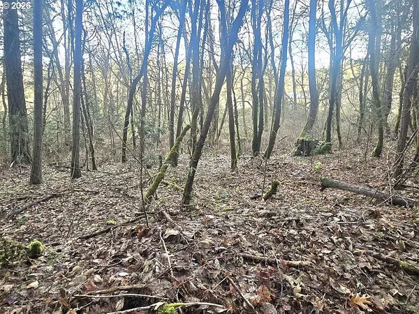 a big yard with lots of green space