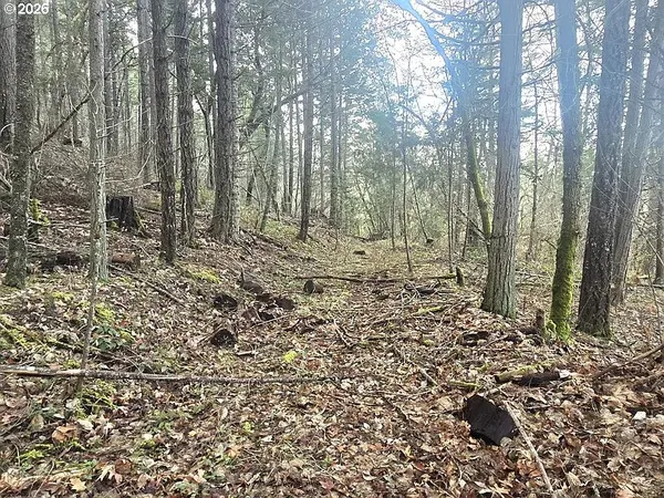 a view of a forest with trees
