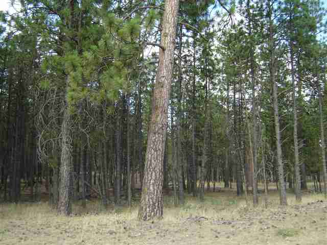 91-xx West Rutter Parkway Spokane, WA 99208 - Photo 7 of 9