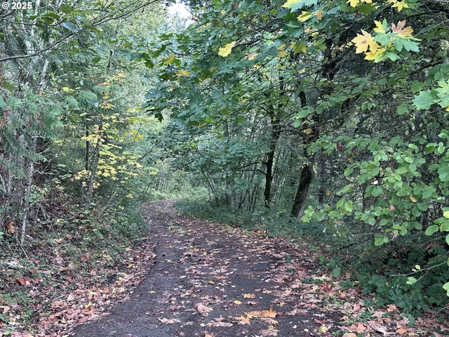 a view of a forest that has a tree