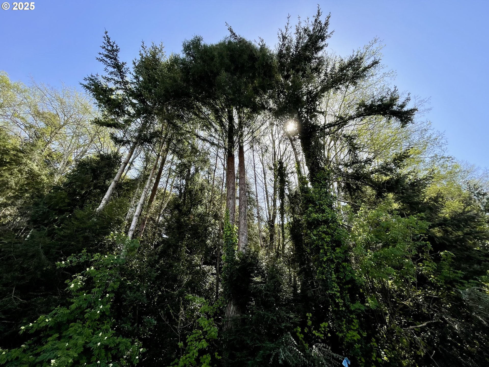 Crestline Loop Brookings, OR 97415 - Photo 12 of 14