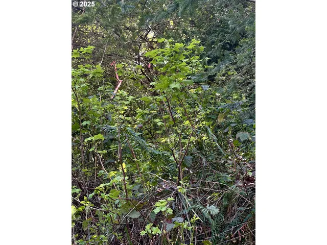 a view of a lush green forest