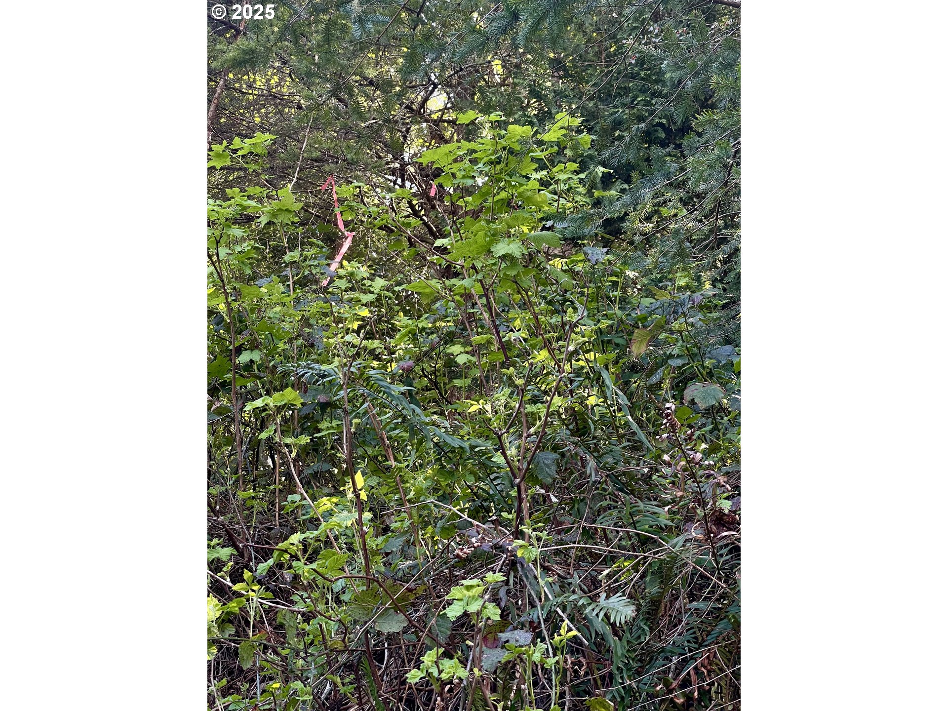 Crestline Loop Brookings, OR 97415 - Photo 13 of 14