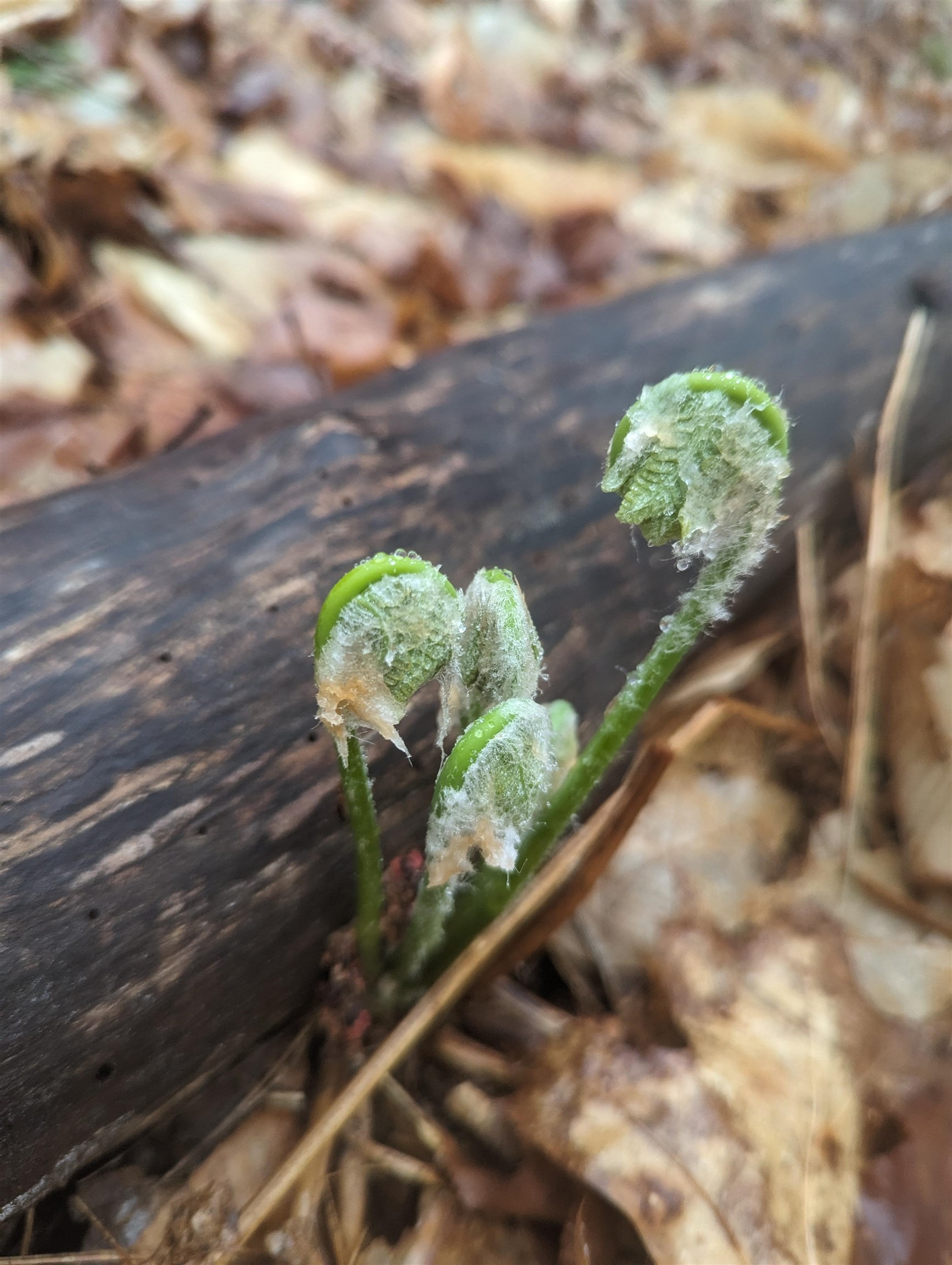 1520 Province Road, Unit TAX MAP 424 LOT 68 Gilmanton, NH 03237 - Photo 22 of 28