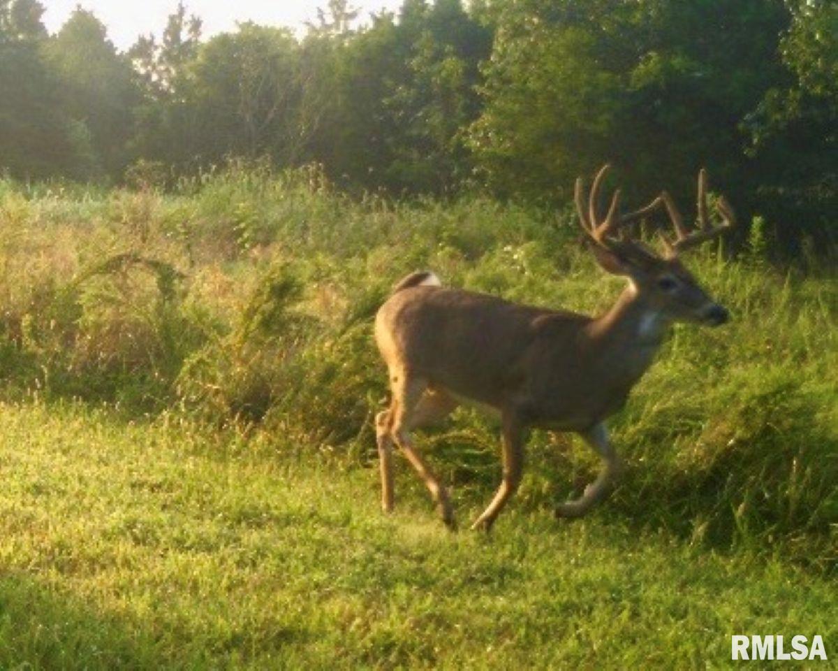 1501 Duncan Road Stonefort, IL 62987 - Photo 87 of 100