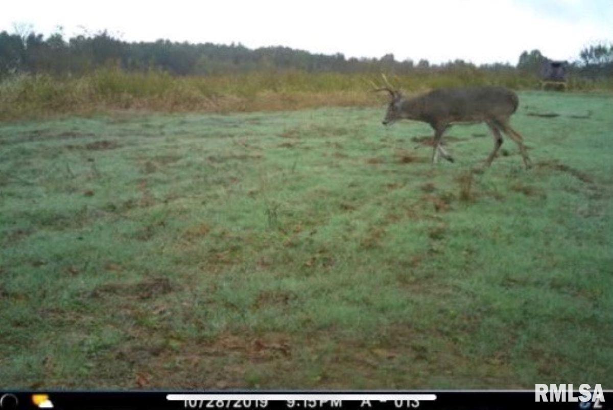 1501 Duncan Road Stonefort, IL 62987 - Photo 92 of 100