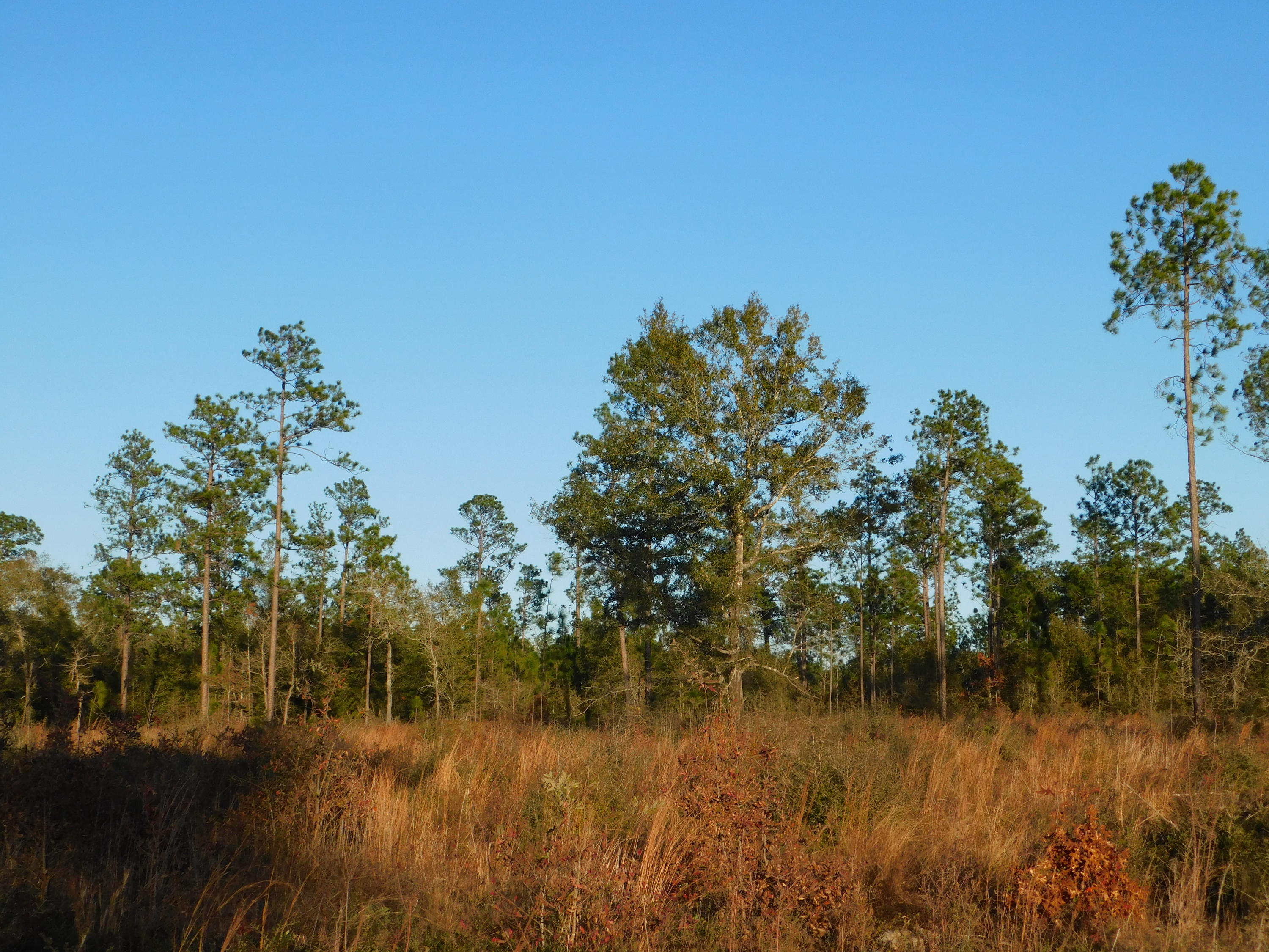 41-ac Sherman Kennedy Road Baker, FL 32531 - Photo 4 of 46 Copy of DSCN2036
