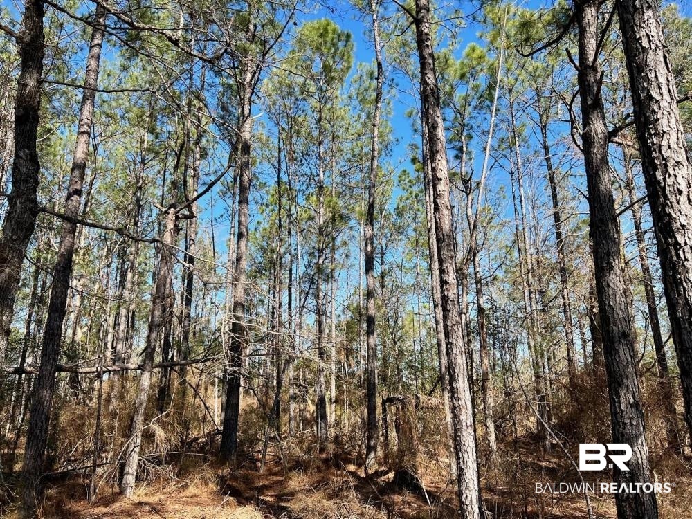 0 Country Road Deer Park, AL 36529 - Photo 13 of 46