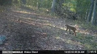 $249,900 | 4 Lodge Road, Potosi, MO 63664