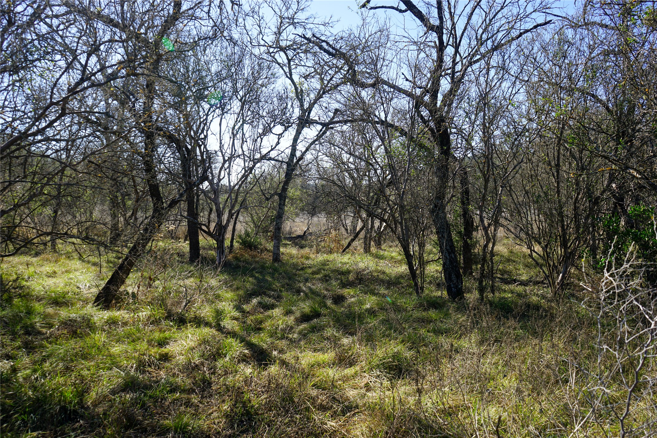 831 Magers Road Concan, TX 78838 - Photo 33 of 39 View of nature