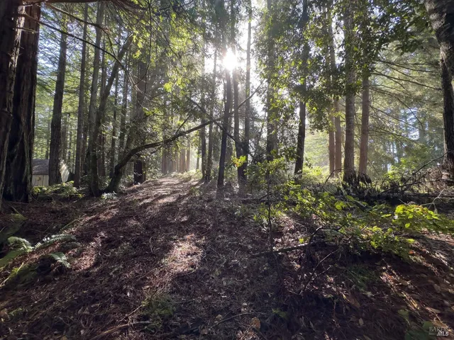 a view of a tree in a yard