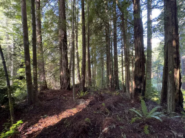 a view of outdoor space and trees