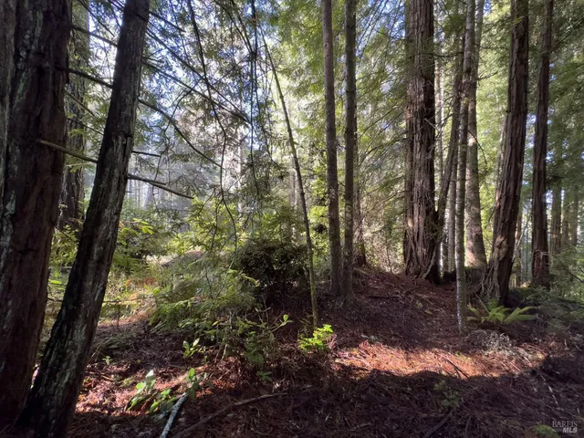 a plant of lots of trees