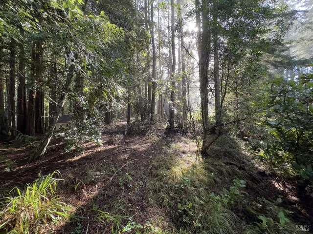 a view of a forest with a tree