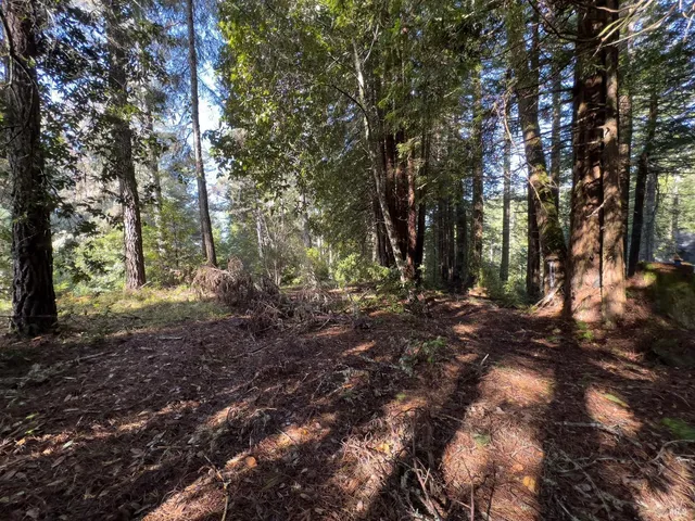 a view of a forest with trees