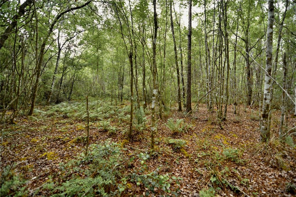 Sweet Gum Road Glen St. Mary, FL 32040 - Photo 21 of 44