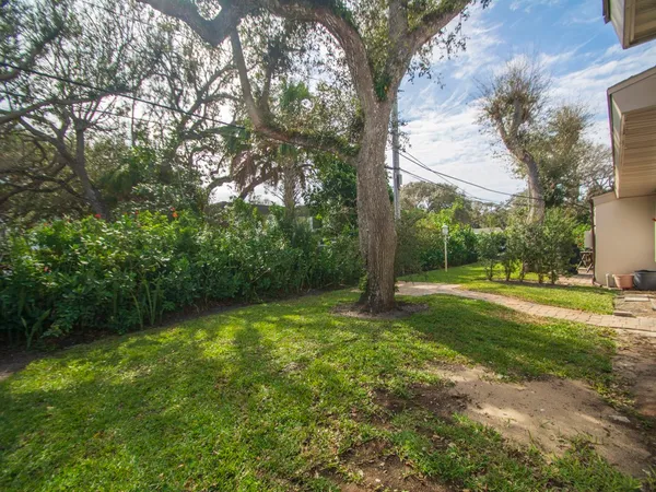 a view of a trees in a yard