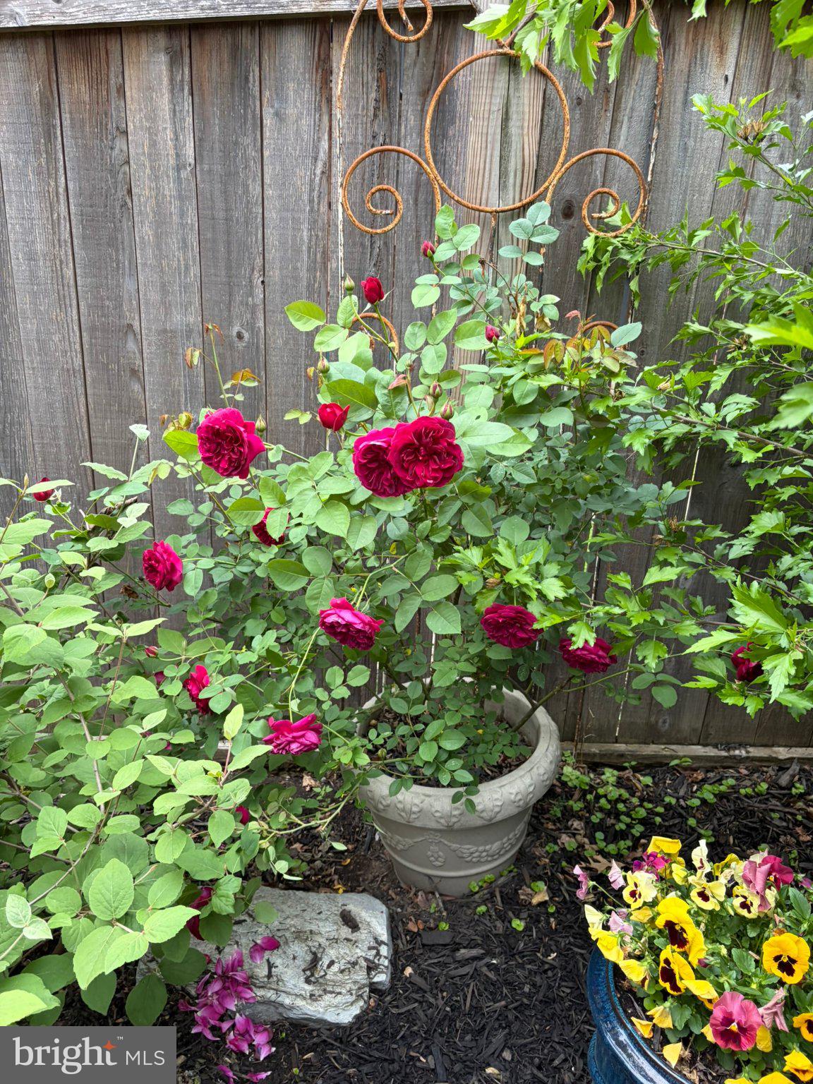 121 West Church Street Frederick, MD 21701 - Photo 71 of 104 Vibrant roses bloom in lush garden.